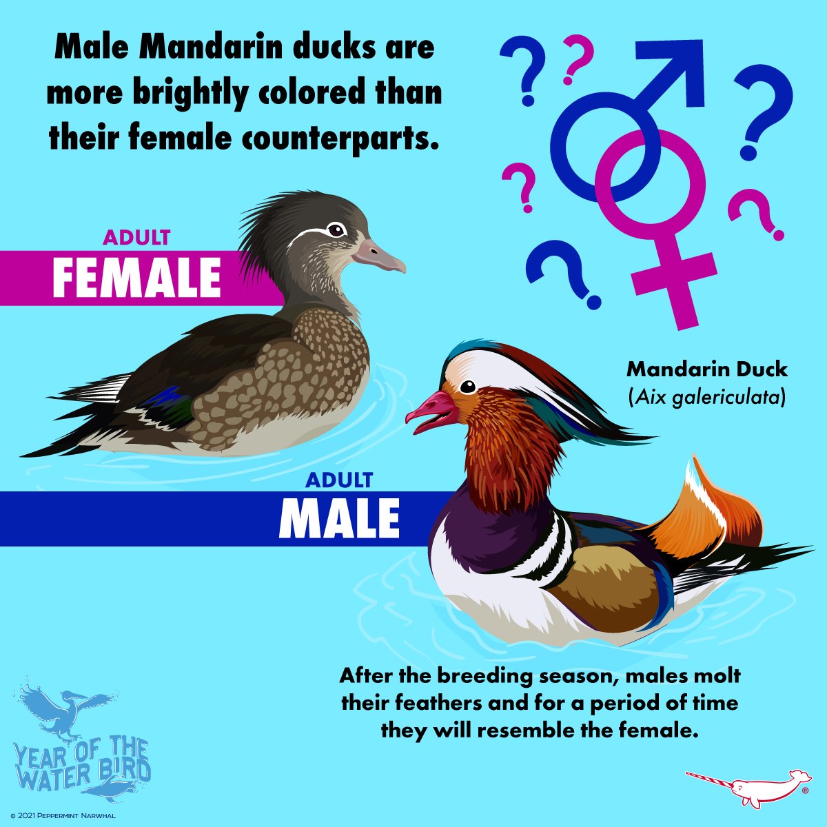 PepomintNarwhal's tweet photo. #MaleOrFemale #MandarinDuck
#YearOftheWaterBird 

#PeppermintNarwhal
Etsy https://t.co/48budCETnr
Redbubble https://t.co/ISRfrTWwVu
TeePublic https://t.co/yNi4J9Tz7I
Zazzle: https://t.co/ssygTVNOYd
YouTube: https://t.co/uKbf9WHgqP
#YOTWB https://t.co/Wh2FoY4CEl