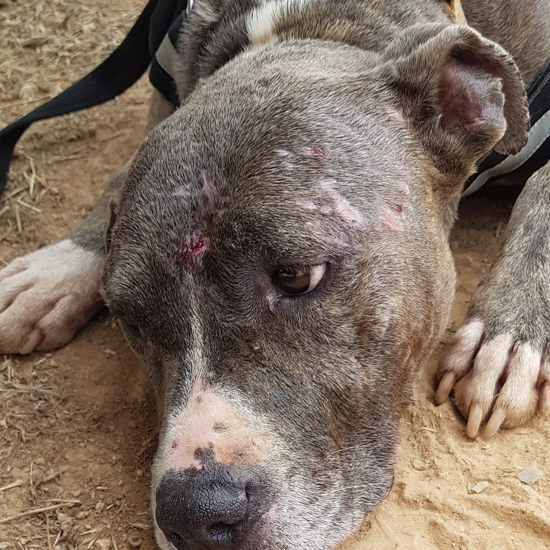 VOLVEMOS A DIFUNDIR A TIFFANY,cada vez está más triste 💔💔💔💔

Nos gustaría presentaros a TIFFANY con otros tipo de imágenes pero es la realidad que hay actualmente en el centro, jaulas llenas, muchos perros, demasiado estrés, demasiada tristeza e incomprensión por parte de los