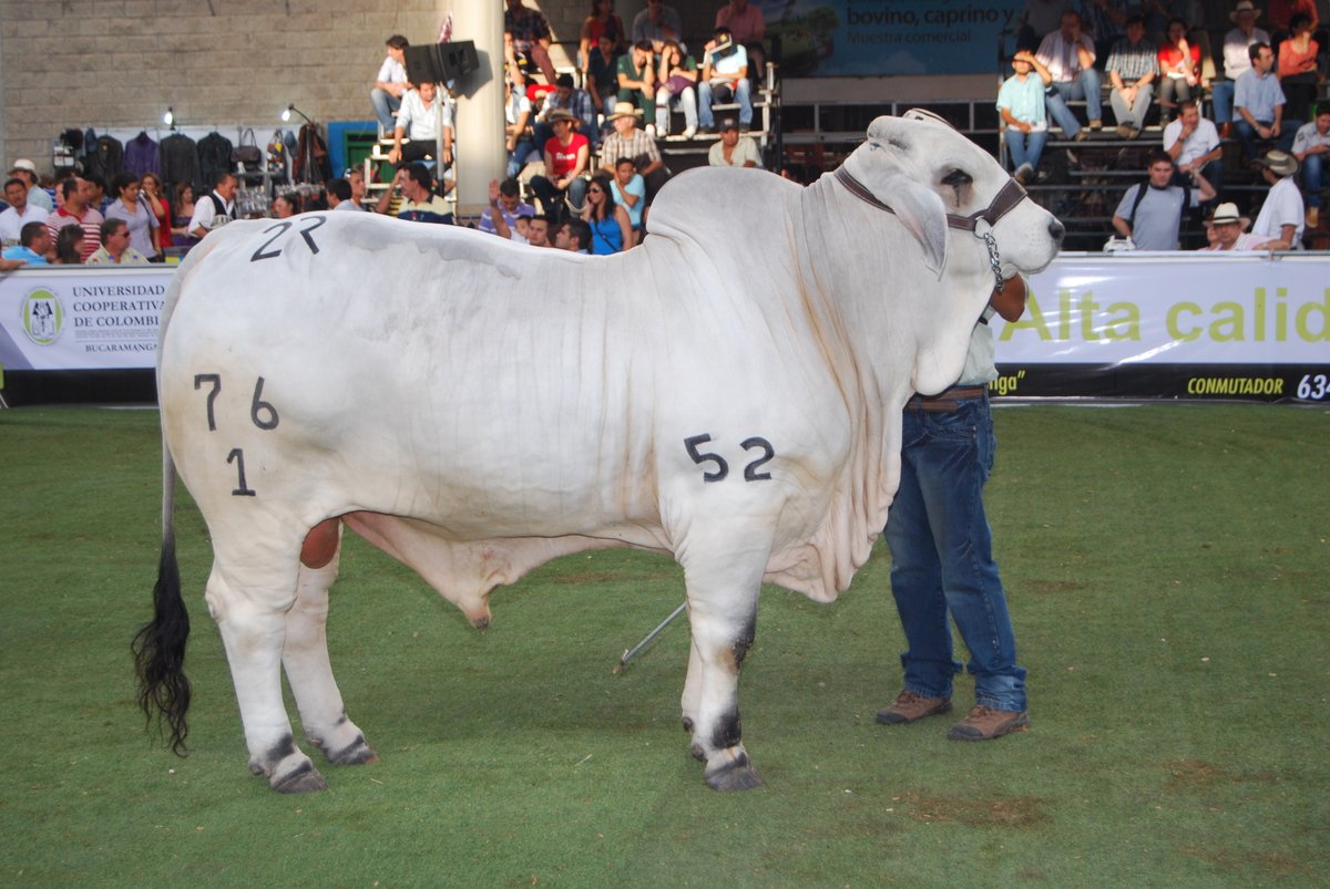 CenferSA's tweet photo. 🐂👉Regresa el ganado a las pistas, los mejores ejemplares del país estarán en la #FeriaGanaderaBga del 8 al 19 de septiembre en @Cenfer #TodosParaLaferia negocios #ReactivacionEconomica #CongresoDeCarneYLeche #Porcicultura, los #OvinoCaprinos , especies menores y mucho más 🐄🐴 https://t.co/bPEuc9ZacG
