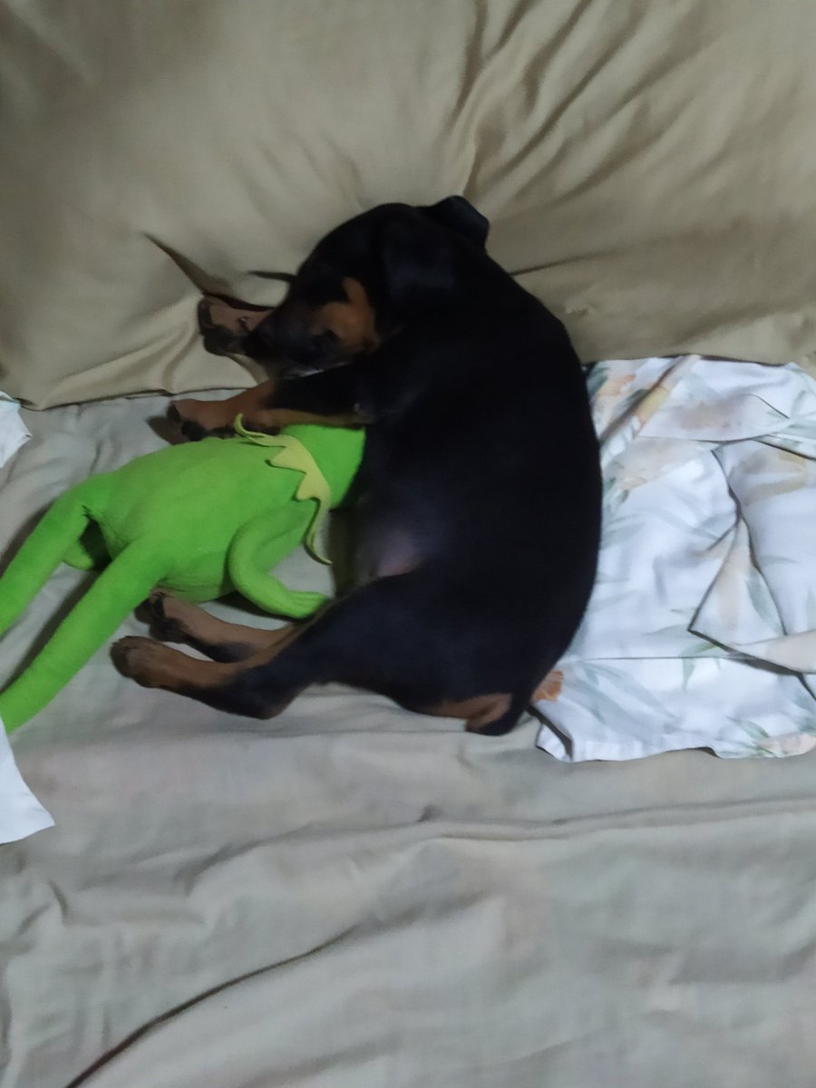 Pluvify's tweet image. I guess it's his bed now...