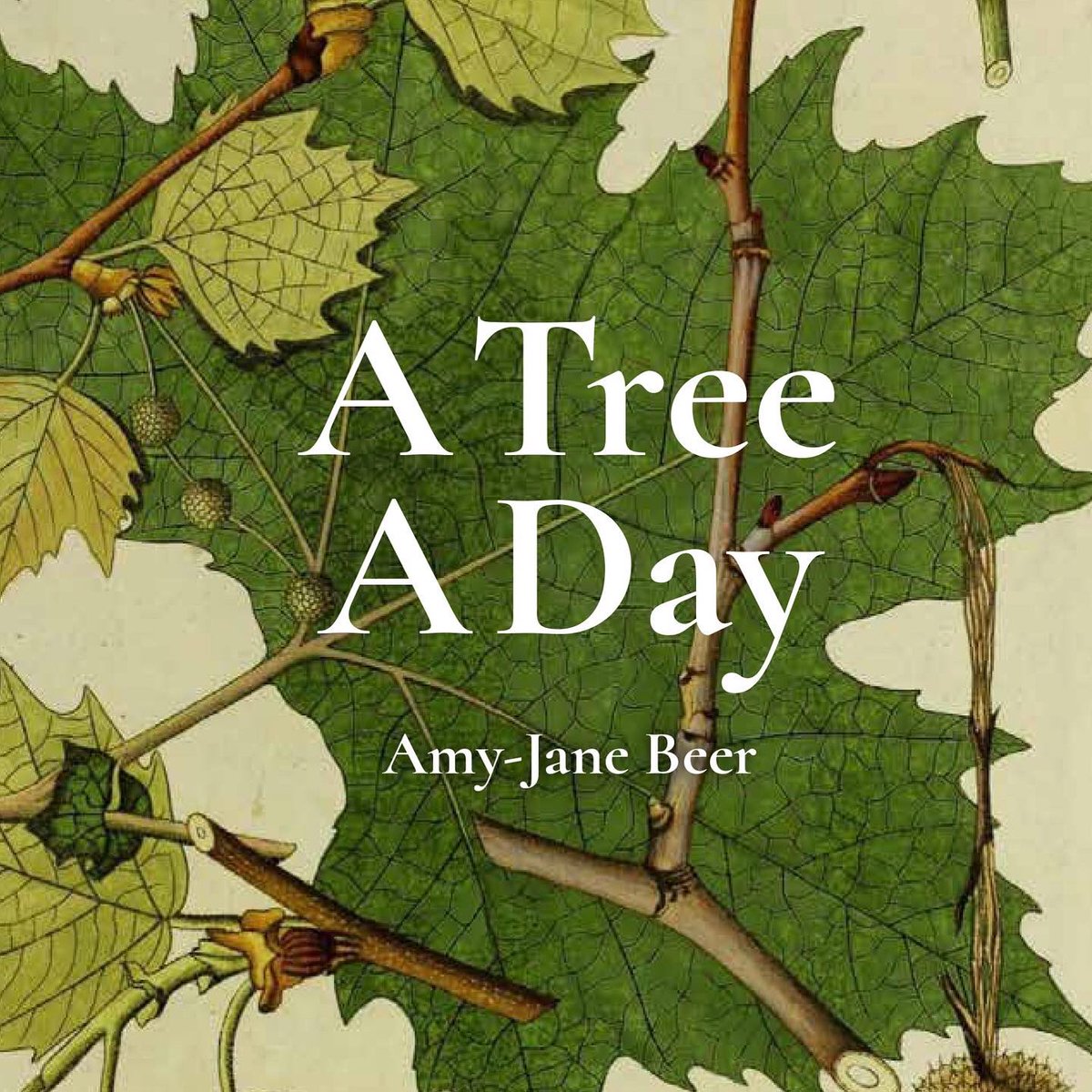 AmyJaneBeer's tweet photo. Caught up with an old friend today. This one lost its heart long ago, and the trunk is now a half-shell with just one arm. But still it lives, and still it gives, and still I love it. 10 days until #ATreeADay goes out into the world @CastleHowardEst @BatsfordBooks https://t.co/0HMttfdD6P