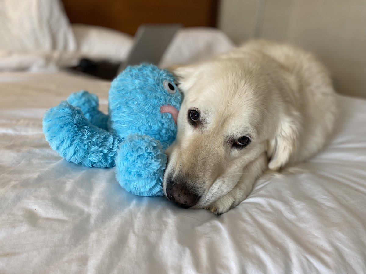 A white fluffy Golden retriever dog is laying on a bed with his head on a blue stuffed octopus toy
