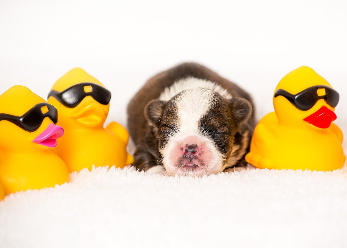 CCSO is a proud supporter of the Nevada Humane Society. Each year the Nevada Humane Society celebrates the annual “Duck Race” a family fun fundraiser. This year's event will take place September 18, 2021 at Bartley Ranch. To buy your ducks go to: duckrace.com/reno
