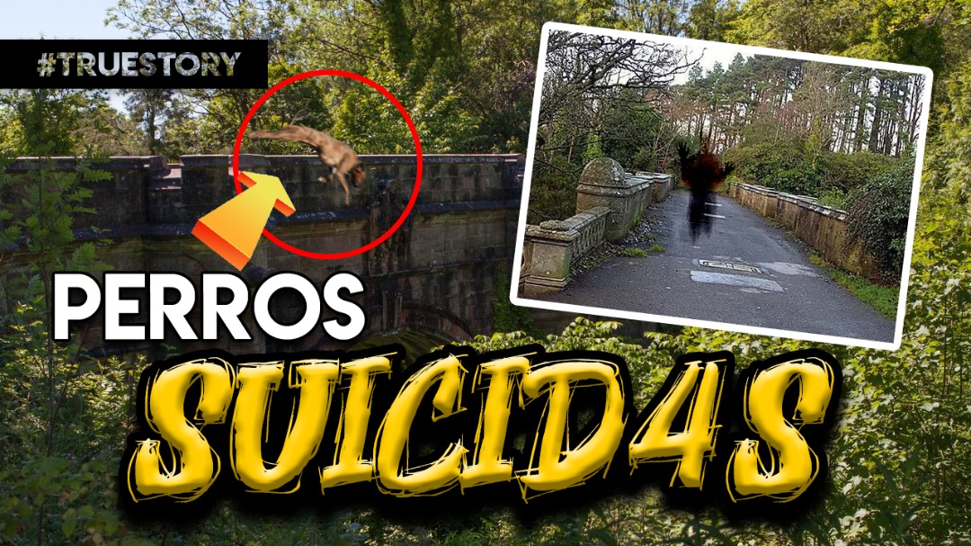 Los perros saltan de un puente de pronto??? Descubre la aterradora historia😳 Ve el video completo en nuestro canal de Youtube 🎥bit.ly/3iU1Kue #terror #scary #perros #quemiedo #puente #owyka