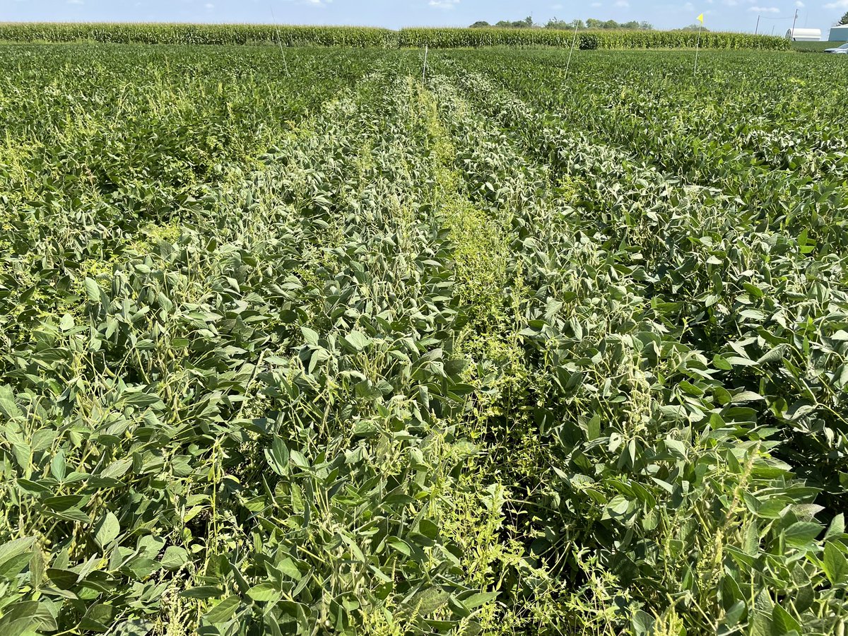 Rama Yadav tweet media