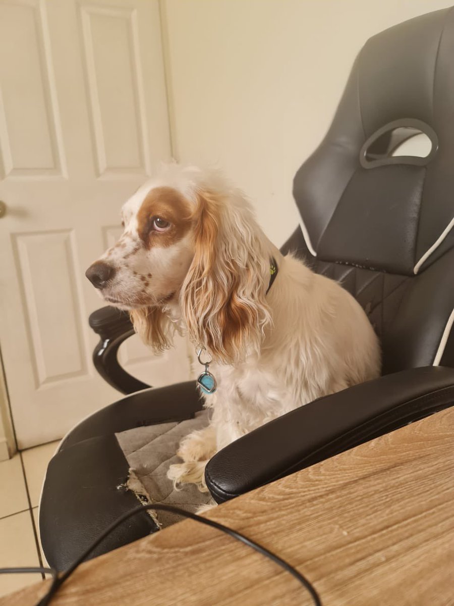 Aquí castigado después de comerme la silla, aún así estoy esperando para que me lleven al parque. Atte: Chester.🐶