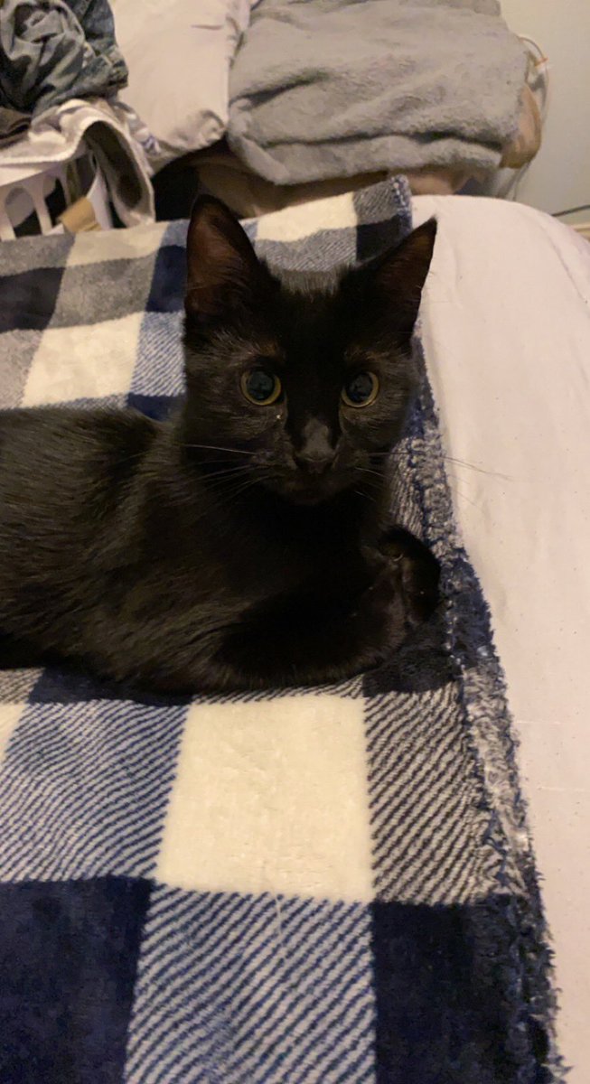 CtrlFlux's tweet photo. My #indiedev Motivation, Shego my black cat is one of the sweetest cats. #indiegames #indiedevhour #black #BlackCatAppreciationDay #cats #CatsOfTwitter #MEOW #gamer #gamedev https://t.co/xTdHWZMAMp