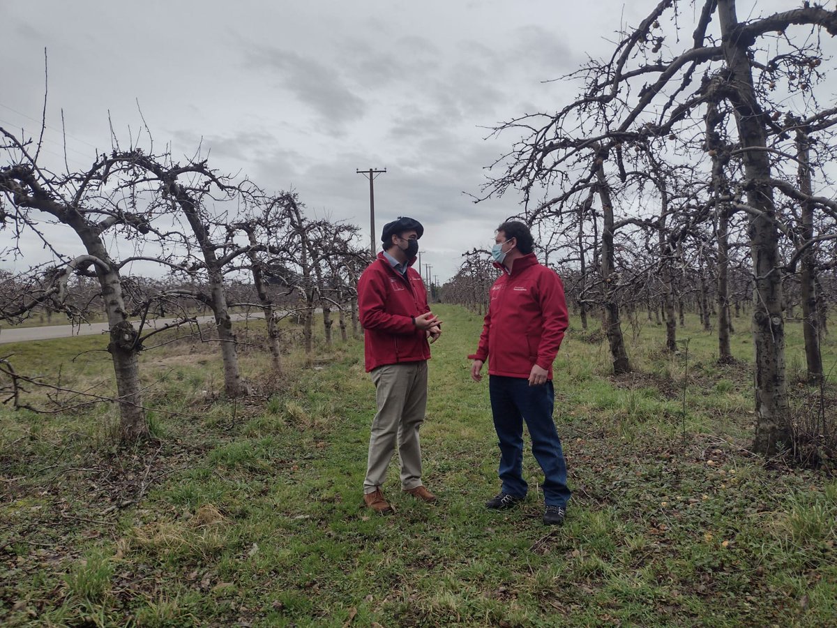 Esta mañana junto al Director de <a href="/corfoaraucania/">Corfo Araucanía</a> 📌
Invitamos a postular a becas para formación especializada en fruticultura.
Se contemplan 30 becas otorgadas por CORFO, a las que se puede postular hasta el próximo 26 de agosto a las 16:00 horas en corfo.cl/sites/becascap…
