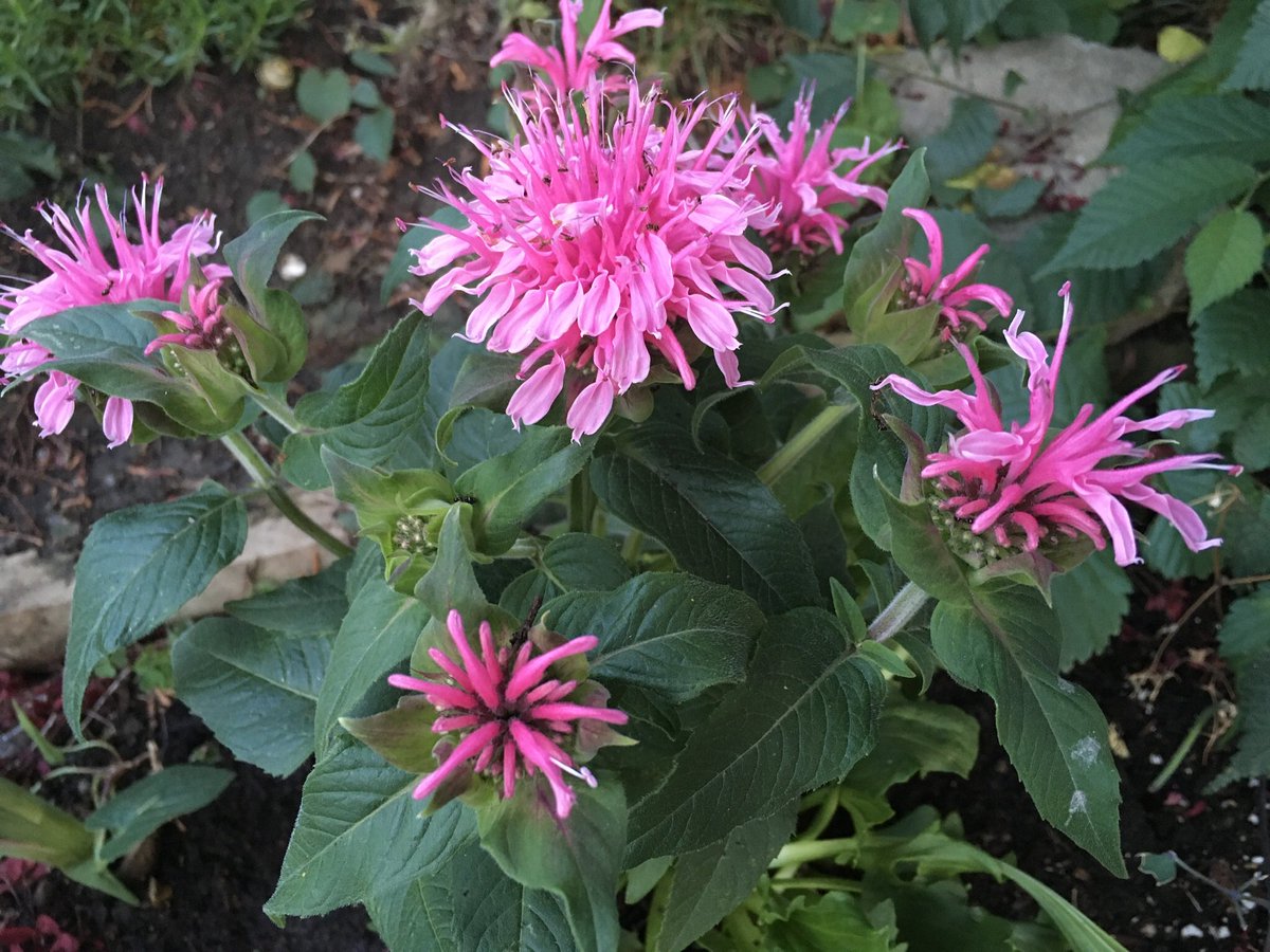 KJDomoney's tweet photo. Summertime garden joy - Bee Balm, Double Petunia and a sweet sunset #NorthviewGardens #toronto #gardengirl https://t.co/XVCrpz3gdW