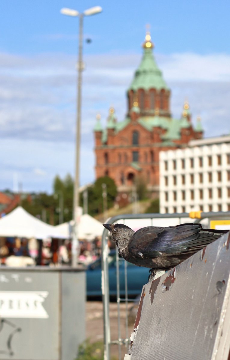 Jackdaw is going to fly away 16.8.2021 at Helsinki Market Square. Uspenski Cathedral in the horizon.

#naakka #corvusmonedula #jackdaw #jay #bushcrow #pie #chough #bird #birdpics #birdphoto #birdwatching #eurasianjackdaw #helsinkimarketsquare #kauppatori #helsinki #finland #gosro https://t.co/5PkjNfl7eb