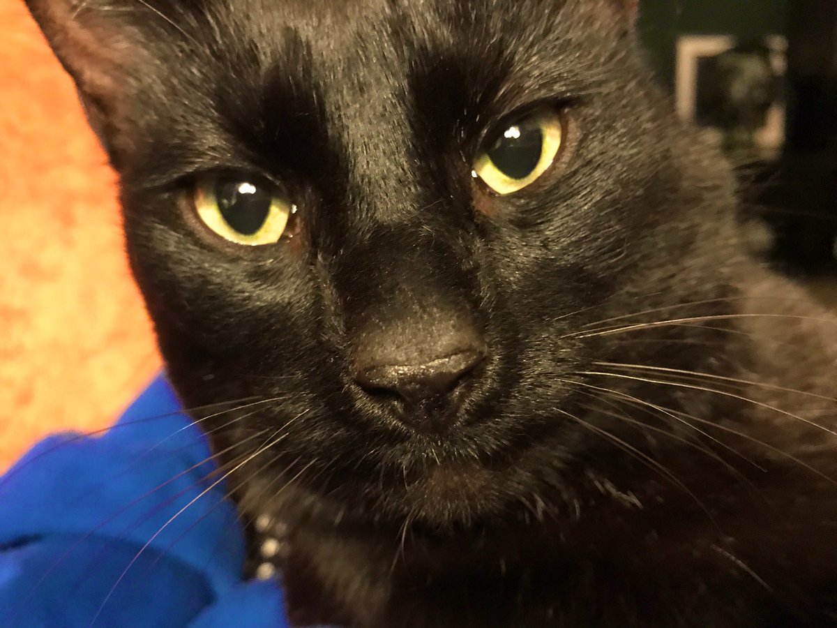 He’s ready for his appreciation #BlackCatAppreciationDay 🐈‍⬛