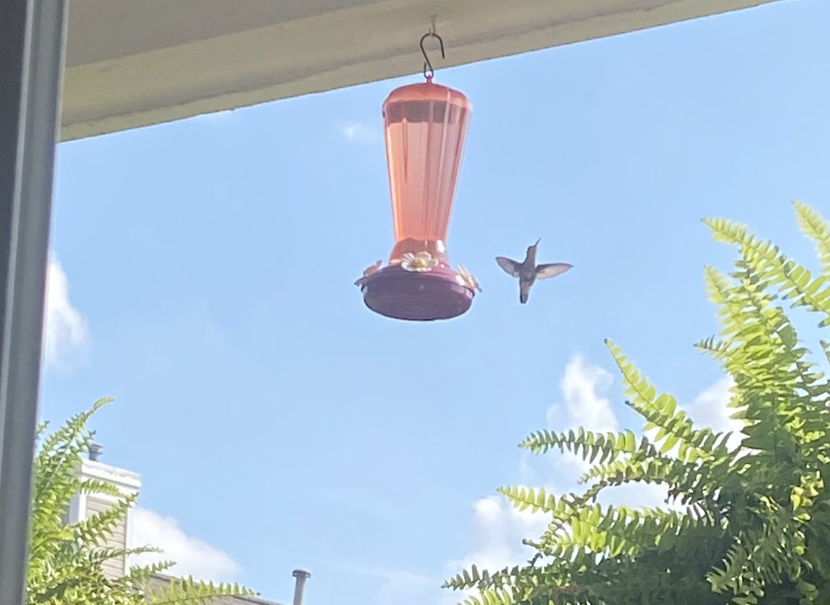 Aww one of my many hummingbirds saying hello this morning 🌺 #hummingbirdlove #blessingsfromabove