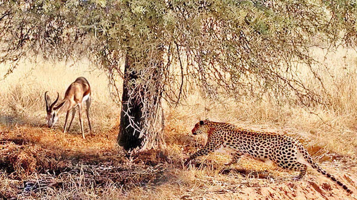 WATCH:

Springbok doesn't see the leopard behind the tree...
It doesn't end well.

We just received this sighting from Kgalagadi and had to share it! 

latestsightings.com/single-post/bu…