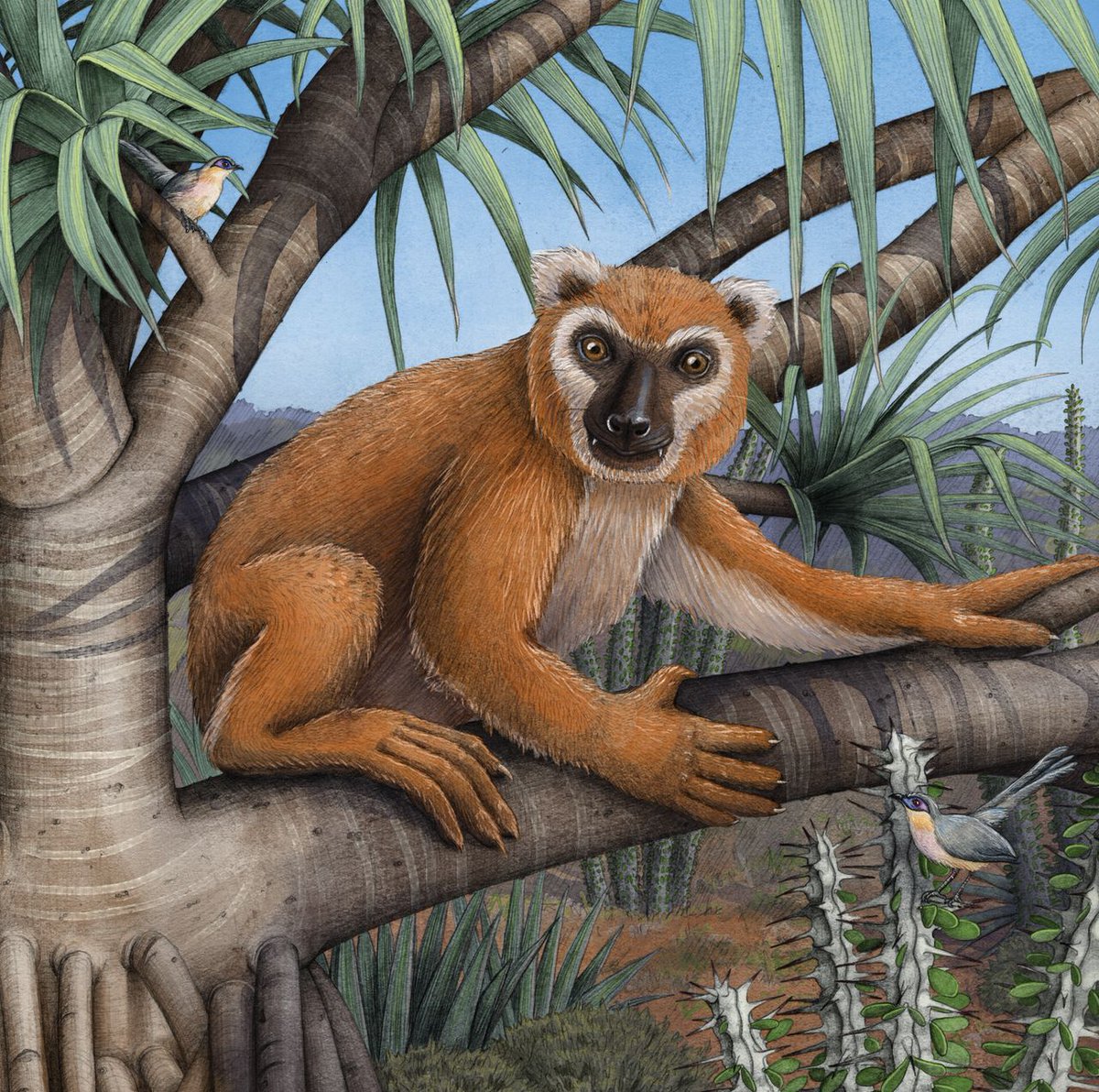 PNASNews's tweet photo. Stephanie Marciniak, Logan Kistler, and Ed Louis describe an extinct giant lemur in the latest #ScienceSessions episode. https://t.co/prXLVr90fQ https://t.co/sORDHH1kdo