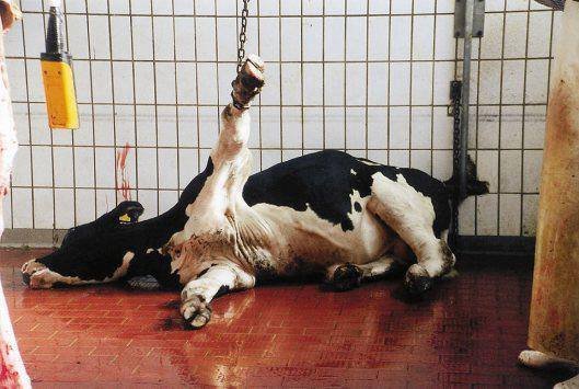 TheTrueCompton's tweet photo. Be one less person contributing to the completely needless brutalization of other sentient life.
#BeVegan
https://t.co/7FkF7MeC5a
#meat #cruelty #violence #beef #steak #burgers #bacon #pork #ham #chicken https://t.co/2Fx4N3Iwyo