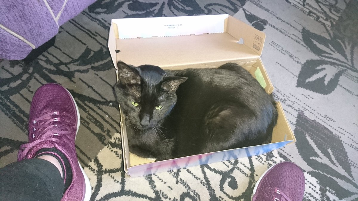 iwanttocry's tweet photo. @RolfatWarwick @warwickuni Happy #BlackCatAppreciationDay Rolf! I've stolen my mum's shoe box and there ain't nuffin she can do about it today hehe! #BlackCatsRule luvs n licks Jabba x https://t.co/I3dnS6Torg