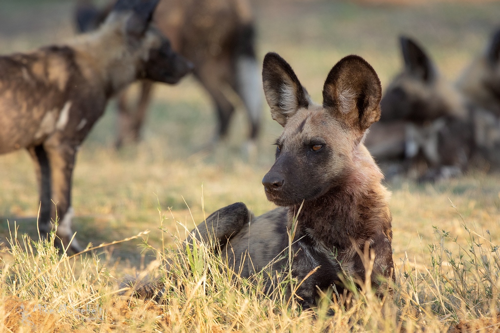 mmfoto's tweet photo. The Homesick Series #1

#wilddog #botswana #moremi #khwai #safari #endlesssfari #homesick #phototours #photoworkshop #africa #natgeo #natgeowild #africageo https://t.co/XqhkcptqzR