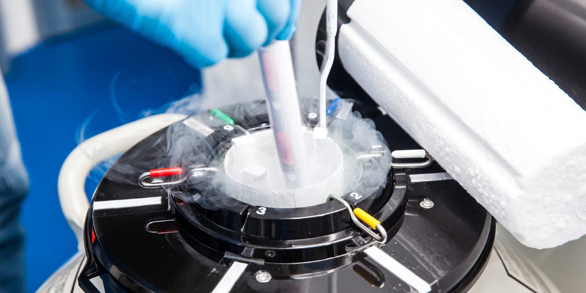 FCABROAD's tweet photo. Some fertility patients face a situation when they need to transport their frozen embryos/sperm/eggs between fertility clinics, countries, and #ivf laboratories worldwide. All you need to know about #cryoshipping is HERE:
👉 https://t.co/JnZ0Q3AGoW
👉 https://t.co/CzDeaDp74S https://t.co/owQKKRwDQ5