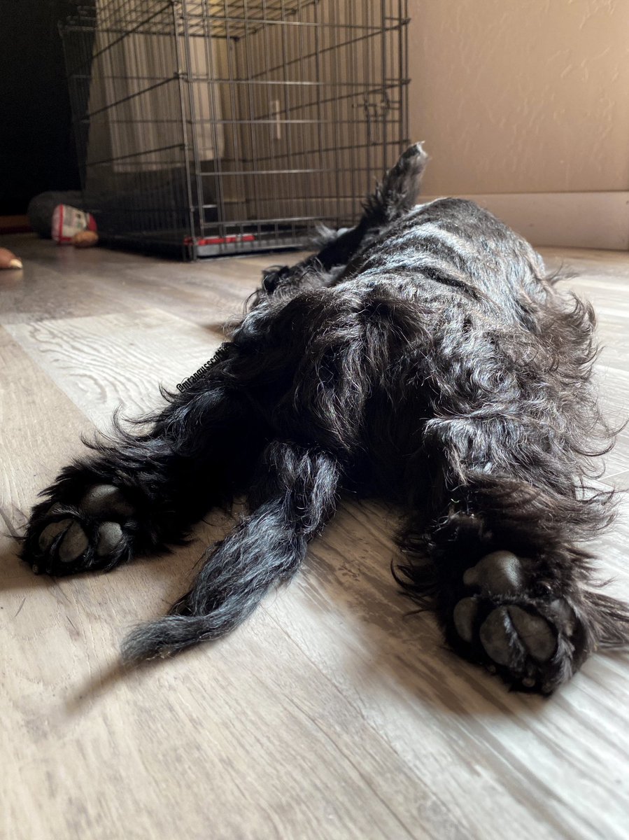Today is #ILoveMyFeetDay and of course the best kind of feet is toe beans! Here is Bon Scott showing off his beans with a sploot. 
But the day has a serious side too. It is estimated that 3/4 of adults have some sort of foot problem. Foot health is so important! #dog #sploot