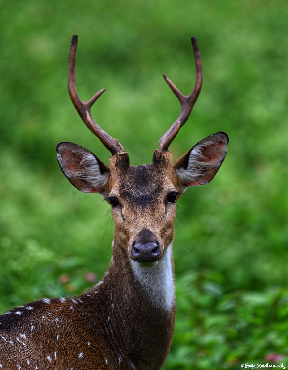 poojak1792's tweet photo. The real voyage of discovery consists not in seeking new landscapes, but in having new eyes..
#green #spotted #chittal #deer #monsoon #nature #followers #nationalgeographicsociety #antelope #nikonphotography #mother #vibes #nikonindiaofficial #traveltalestaste #globetrotter 💙 https://t.co/dPp2HltGOS