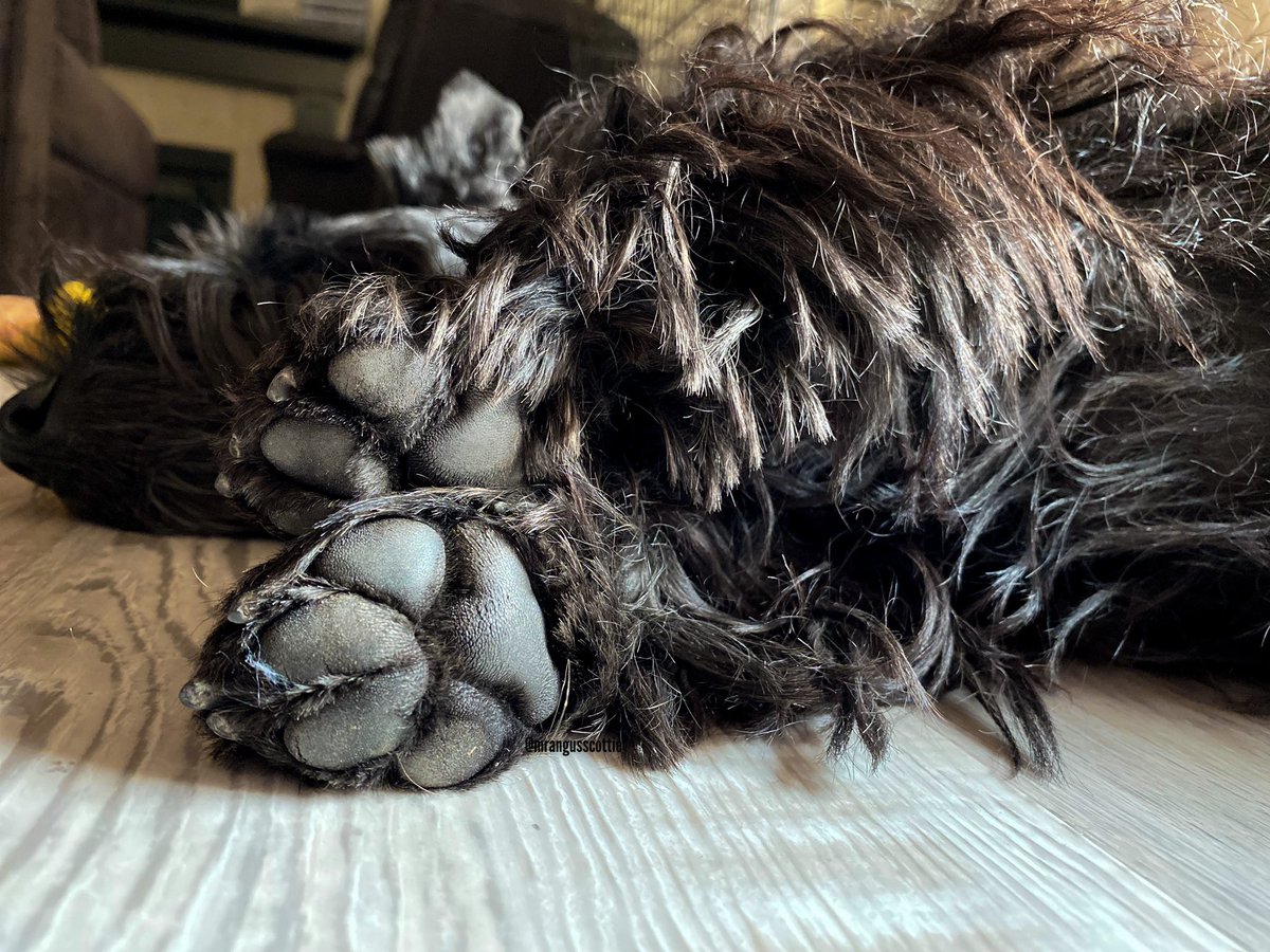 And of course Angus’ perfect toe beans too. #ILoveMyFeetDay #dog