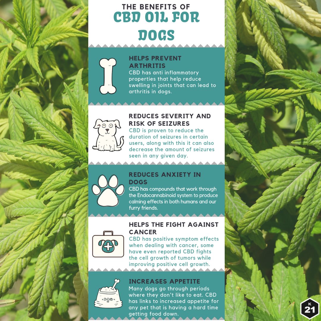 Kanna2120's tweet photo. Just look at the benefits of cbd for our furry family members!. 💯🔥🐶
.
.
.
#kanna21 #k21 #cbd #cbdoil #cbdhealth #cbdproducts #cbdlife #cbdstagram #cbdmovement #medicalcbd #cbdcommunity #cbdheals #cbdwellness #cannabidiol #cbdbenefits #cbdforpets #cbdfordogs #cbdhelps https://t.co/BU9aOSvpDJ