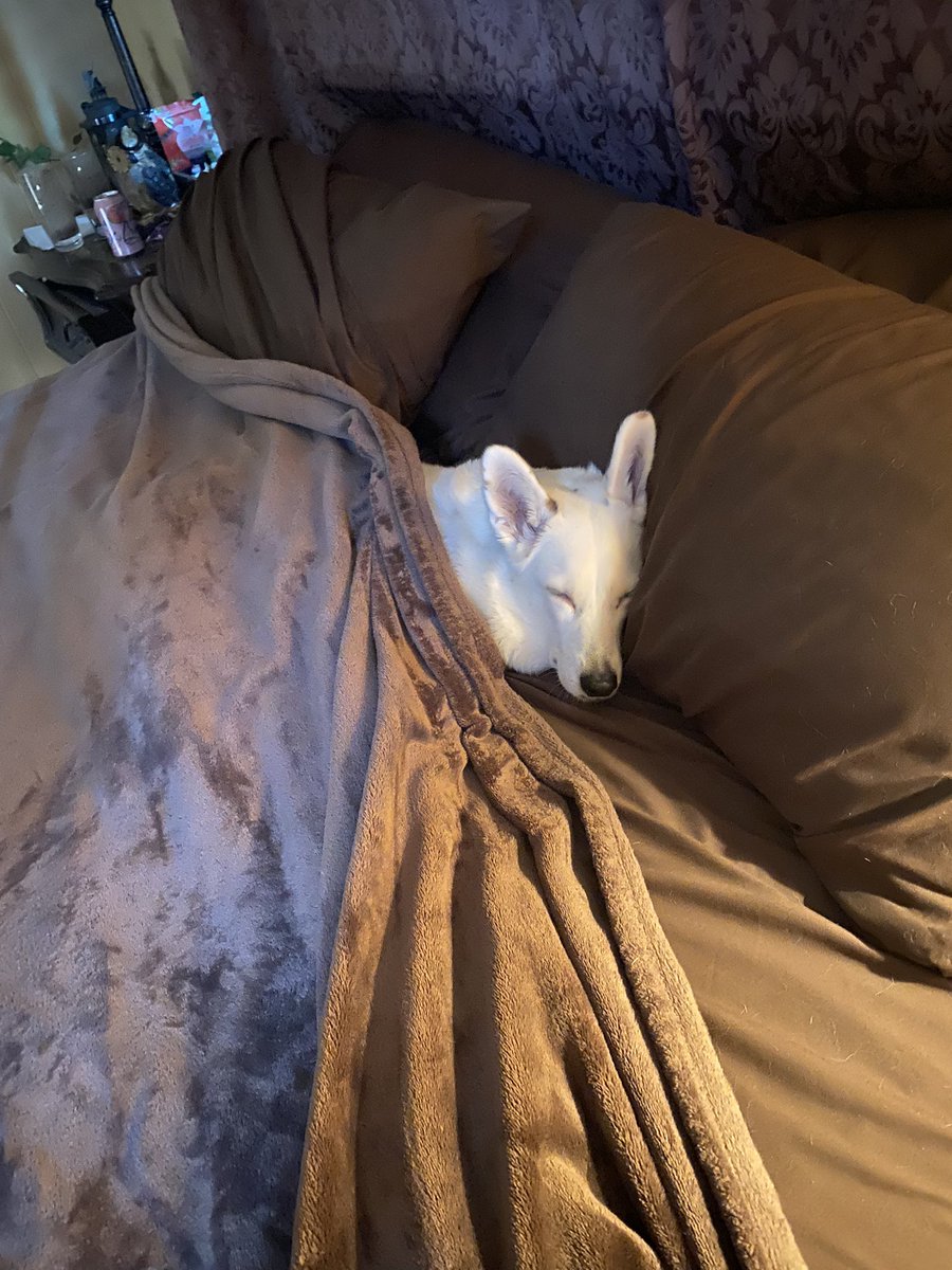 IsabelleRaven's tweet photo. YO

Just reminding y’all to check dog food recalls.
There’s been a few lately so take a look at the pic.
Also here’s the link for this page. 
https://t.co/8L67PLafBU

These pop up as suggested articles on my google page now since I look it up enough. Phone spies😂

RT PLZ😭🙌🐶❤️ https://t.co/9UUlXmnJz2