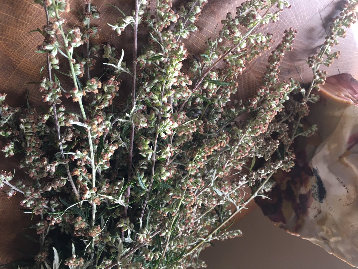 pranadiuk's tweet photo. #Foraged #Mugwort for #smudgesticks. 🔥🥰

#cleansing #sacredspace https://t.co/GMundxYsYM