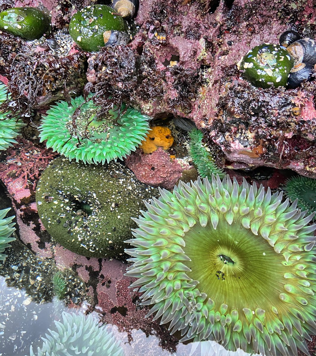 BLM Oregon & Washington tweet media