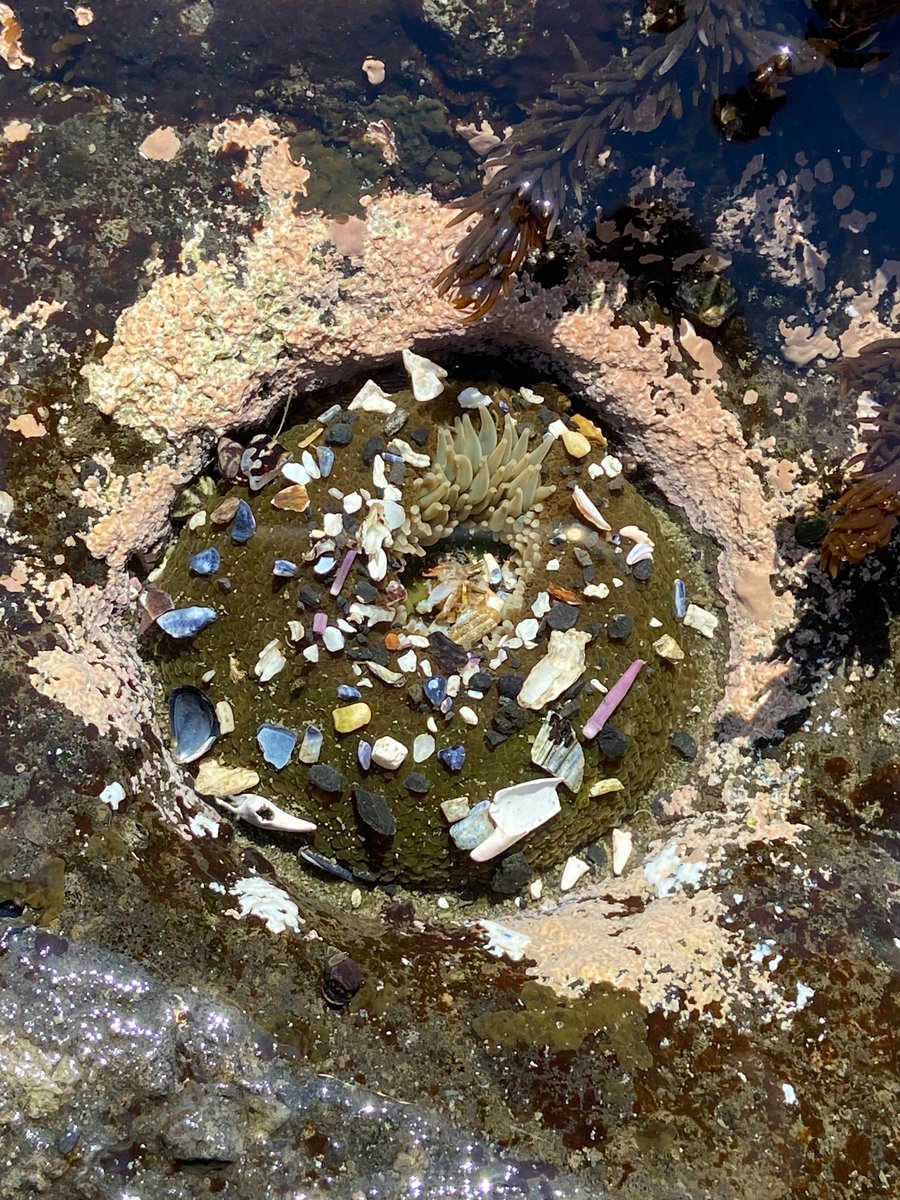 Do you put on sunscreen before going out in the sun? Anemones do too! ☀🕶
When out of the water, anemones close up to protect themselves from drying out in the sun. Bits of rock and shell stick to their skin and form another layer of protection! #TidepoolTuesday 

📸 Brandt, BLM
