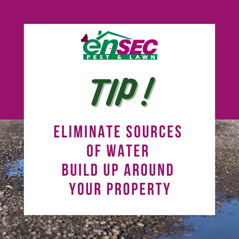 EnSecPest's tweet photo. Not only can access water affect the wood around your home, but it also attracts pests, like ants, who rely on moisture to survive.
#PestTip #FunFact #EnSec https://t.co/eyVtcBPuE9