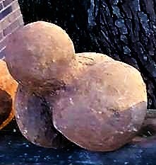 Eurypterus's tweet photo. #Sponge adaptations for interacting / interfacing with their sediment substrates. #TipOver #DamageControl #BeaverTail #RollerBall #ConicalWedge #Attachment.
Evolutionary adaptations "anticipate"
#TipOver & the need for #DamageControl
#Sponges #SpongeThursday #FossilFriday #Reef https://t.co/FIEroTx5de