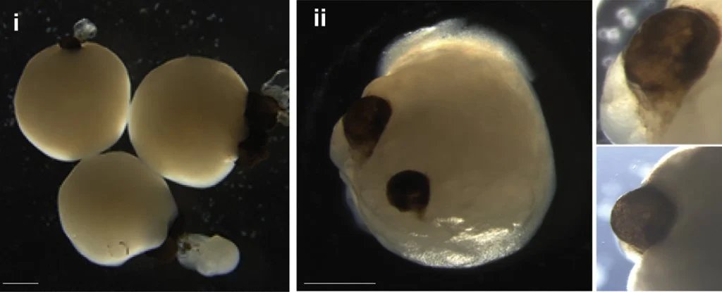 astropierre's tweet photo. Des organoïdes (petits amas de cellules cérébrales cultivées à partir de cellules souches humaines) sont capables de développer de rudimentaires structures oculaires.

Ces coupes optiques apparaissent dès 30 jours de développement &amp; deviennent clairement visibles à 50 jours.

1/3 https://t.co/hdD01jeLq5