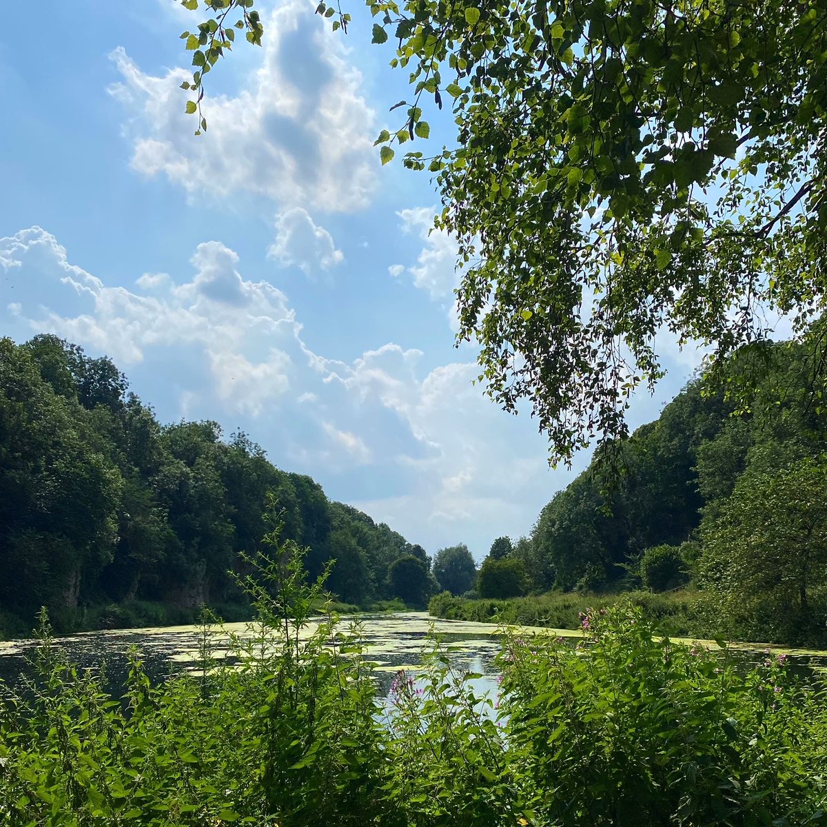 CreswellCrags's tweet image. We&apos;re proud to support the @MusDevEM #RootsandBranches project, supporting museums to become Carbon Literate. This week&apos;s theme is one close to our heart - #EcologyandNature! 🌺

Our beautiful site is full of lush greenery, flora, and wildlife - from kingfishers to voles! (1/2)