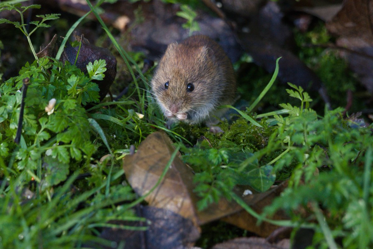 CreswellCrags's tweet image. We&apos;re proud to support the @MusDevEM #RootsandBranches project, supporting museums to become Carbon Literate. This week&apos;s theme is one close to our heart - #EcologyandNature! 🌺

Our beautiful site is full of lush greenery, flora, and wildlife - from kingfishers to voles! (1/2)