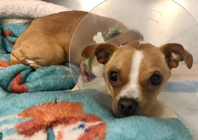 even a princess can need a helping paw 👑🐾Princess had pyometra, an infection in her uterus which became more critical when it ruptured and developed into septic abdomen. Thankfully team <a href="/MspcaAngell/">MSPCA-Angell</a> + <a href="/KodiakCare/">KodiakCare</a> were there for Princess and her owners who needed financial help.