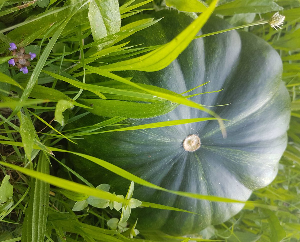 bibsevran's tweet photo. [SILENCE CA POUSSE] 🍅
Les plants de tomates, courges et potirons prennent  tout doucement possession du jardin de la médiathèque L'@telier.
Vivement qu'on puisse les déguster 😋

#bibsevran #potager #tomates #courges #potirons https://t.co/xTp8ulhkup