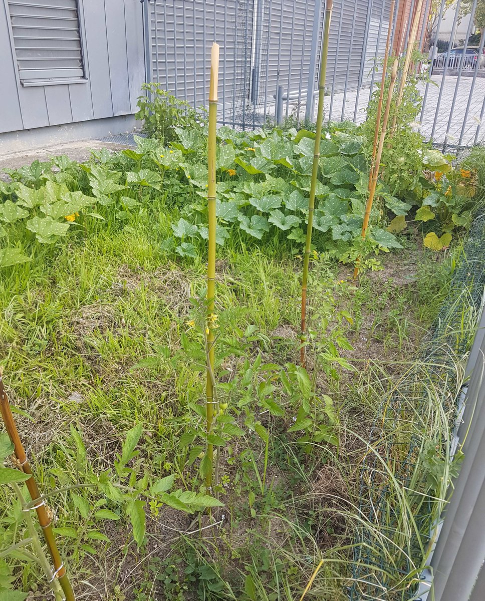 bibsevran's tweet photo. [SILENCE CA POUSSE] 🍅
Les plants de tomates, courges et potirons prennent  tout doucement possession du jardin de la médiathèque L'@telier.
Vivement qu'on puisse les déguster 😋

#bibsevran #potager #tomates #courges #potirons https://t.co/xTp8ulhkup
