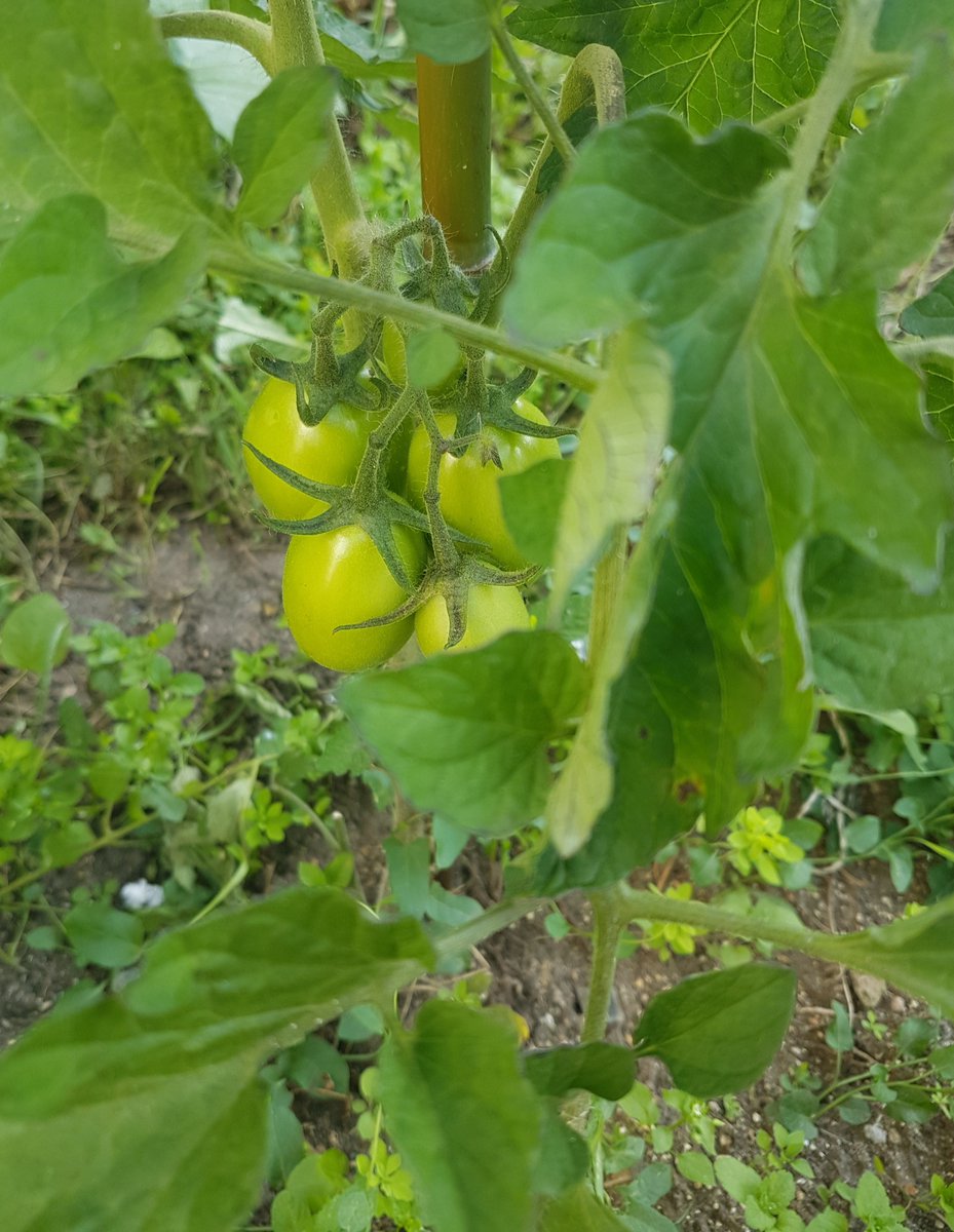 bibsevran's tweet photo. [SILENCE CA POUSSE] 🍅
Les plants de tomates, courges et potirons prennent  tout doucement possession du jardin de la médiathèque L'@telier.
Vivement qu'on puisse les déguster 😋

#bibsevran #potager #tomates #courges #potirons https://t.co/xTp8ulhkup