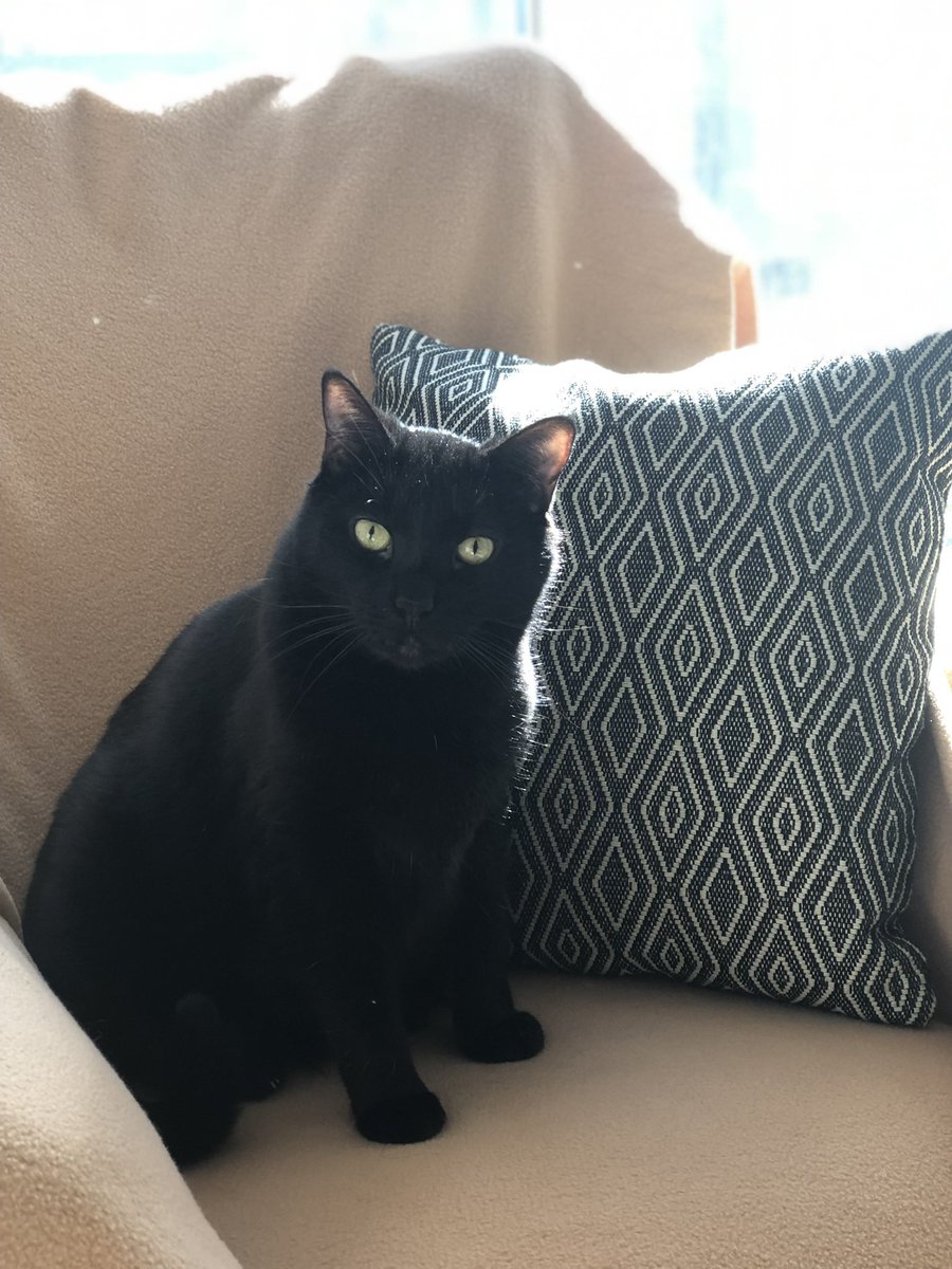 wtchao's tweet photo. #BlackCatAppreciationDay #Leochao #16lbsoflove ❤️the best cuddler https://t.co/0UdLMcnPPb
