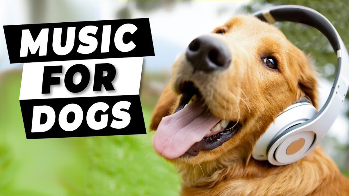 If you have a dog with separation anxiety, even running a quick errand can be worrisome. Well, we’ve got just the thing for that. Here is the perfect calming playlist from the #UltimatePetNutrition team and myself. 

#dogs #musicfordogs #DogsOfTwitter
l8r.it/PGpc