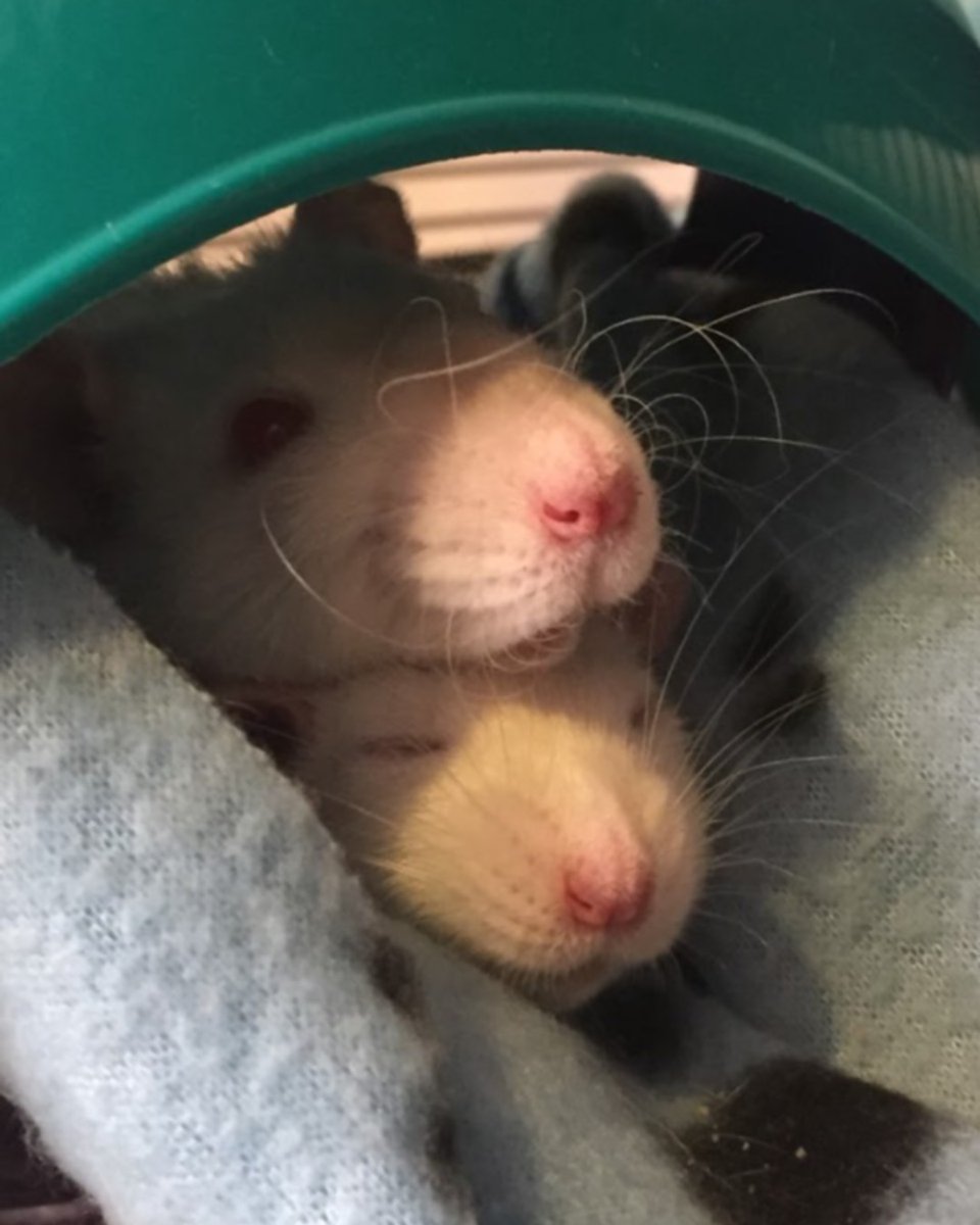 mnpcktpetrescue's tweet photo. What could be more Precious or more Darling than finding your forever family! Congratulations to these two rat BFFs, Precious & Darling, on their new home!
Interested in adopting? Visit: https://t.co/CFY7AJgLXs
#foreverhome #adoption #mnppr #rescuepets #pocketpets #rats https://t.co/mMyYAjadin