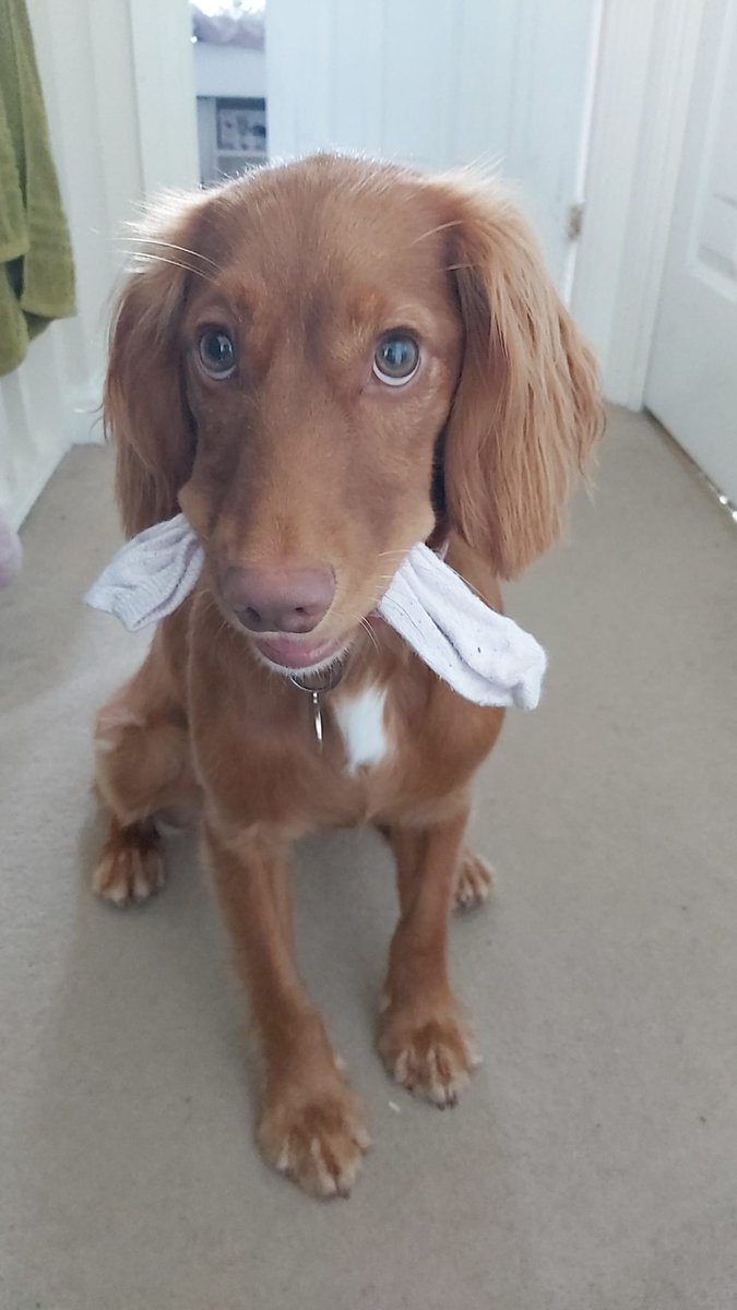 lovebug_luna's tweet photo. This is the bestest sock I've ever seen. Please may I keep it as my very own? https://t.co/e1lhJXrUMR