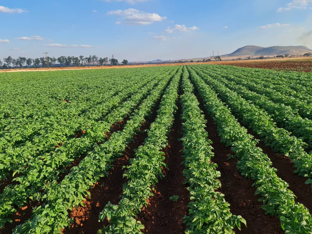 MamboMatienga's tweet image. Not easy but most paying. 
Variety: Diamond 
📍Mrehwa (Mashonaland East)
#ZimAgric #YouthsCan