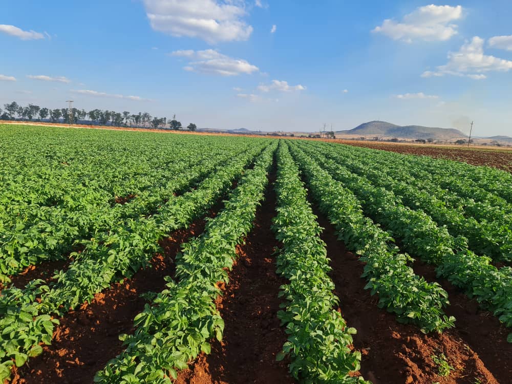 MamboMatienga's tweet image. Not easy but most paying. 
Variety: Diamond 
📍Mrehwa (Mashonaland East)
#ZimAgric #YouthsCan