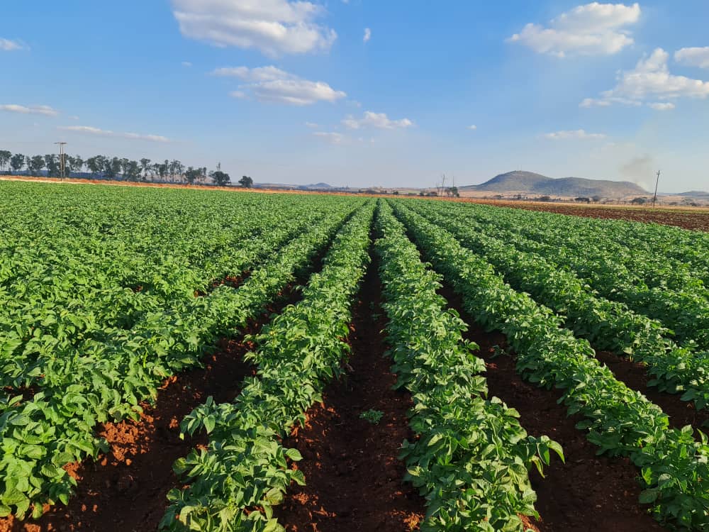 MamboMatienga's tweet image. Not easy but most paying. 
Variety: Diamond 
📍Mrehwa (Mashonaland East)
#ZimAgric #YouthsCan