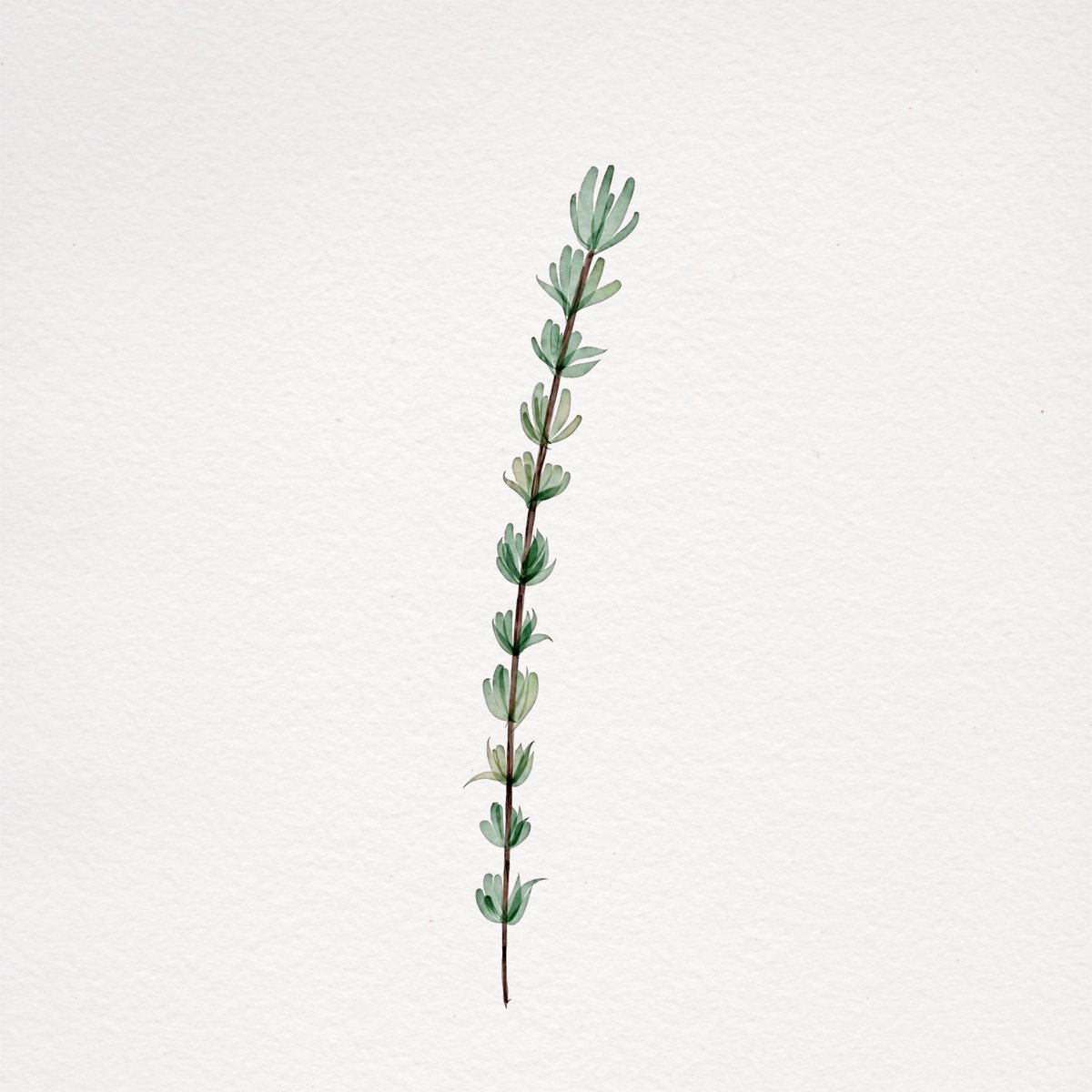 lorastaneva's tweet photo. 2/2 It was fun taking the Botanical Watercolor course on @skillshare from Brenda Bakker @deKwebbel🌟 #doodle #illustration #Digital #drawing #art #creative #ArtistOnTwitter #doodling #sketch #artwork #illustration @Procreate @ProcreateEDU #LearnWithProcreate #Procreate #plants https://t.co/b35QK3ATZx