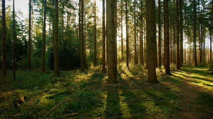 franciungaro's tweet image. #SostenibilitàAmbientale, le #NaturalClimate #Solution
sfruttare il potere e le risorse della natura per il #cambiamento #climatico e per dare un forte contributo alla #decarbonizzazione del pianeta

Su @techeconomy2030, cc @stefanoepifani @giulicast 

techeconomy2030.it/2021/08/17/cos…