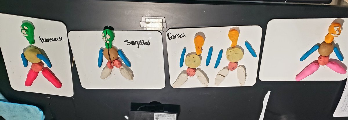 3rd Block Anatomy Body Plane Review with Play Dough Models (sorry, guys, for the late post!)