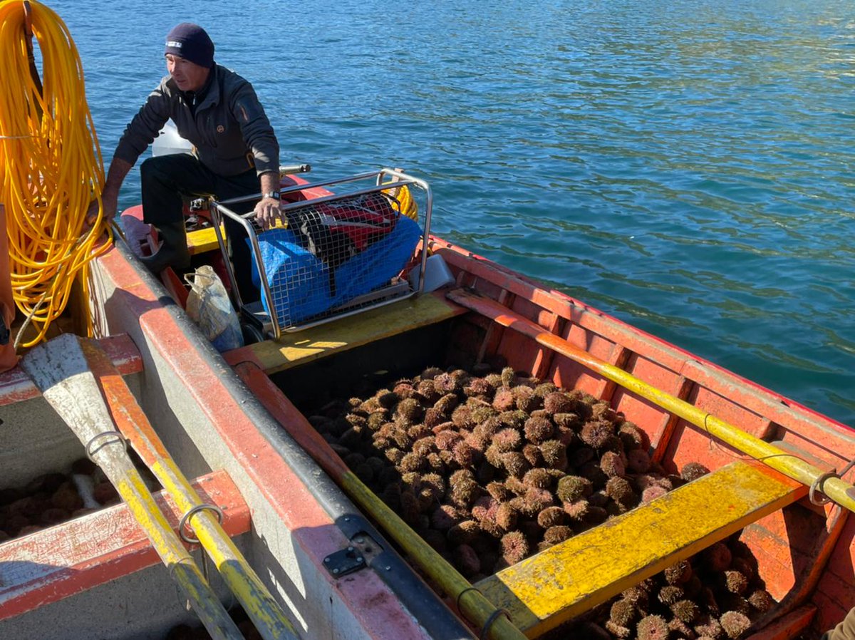 BITECMA's tweet photo. La semana pasada nos trasladamos a la #RegióndeLosRíos para realizar siembra de #erizorojo en el #AMERB #IsladelRey, provenientes del área #Chaihuín C, en un trabajo colaborativo con los pescadores artesanales de ambos sindicatos 🌊📸💪🏼. Financia: @indespacl https://t.co/NLnP0wxGYt